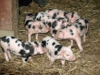 Bentheimer Wurf im Stall des Tiergeheges