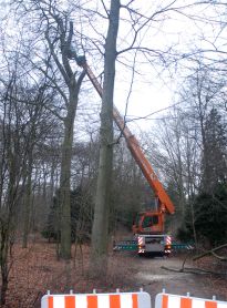 Schonendes Fällen im dichten Gehölz