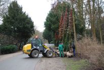 70 neue Bäume für den Bremer Bürgerpark