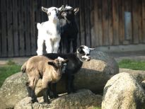 Junge Ziegen tollen durch das Tiergehege des Bremer Bürgerparks