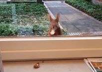 Eichhörnchen wartet vor dem Fenster der Parkverwaltung, auf der Fensterbank sieht man eine angeknabberte Nuss