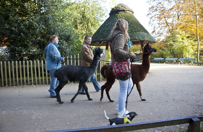 Alpakas werden im Tiergehege vom Bremer Bürgerpark spazieren geführt