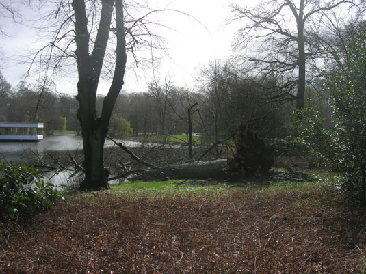 Umgestürzter Baum am Emmasee