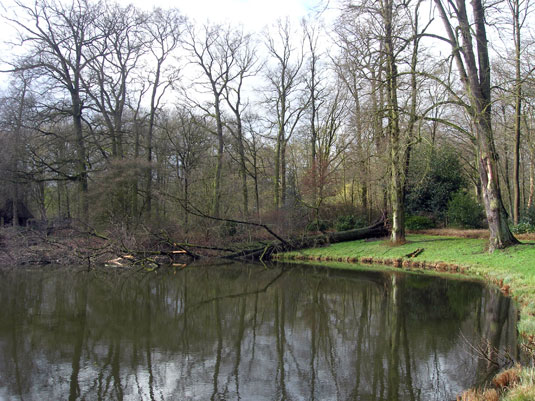Vom Orkan entwurzelter Baum