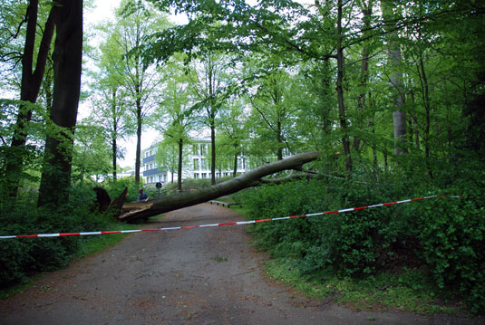 Gefallener Baum beim Dorint Parkhotel