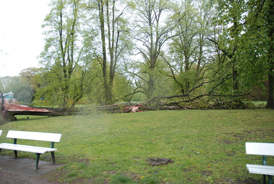 Gefallener Baum am Schwanenteich