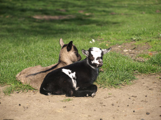 Junge Ziegen im Tiergehege des Bremer Bürgerpark