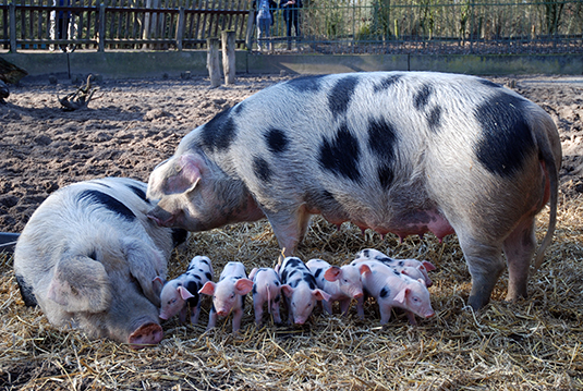9er Wurf der Bunten Bentheimer im Tiergehege des Bürgerparks 9er Wurf der Bunten Bentheimer im Tiergehege des Bürgerparks