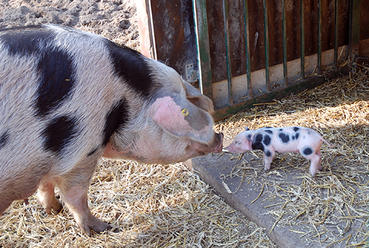 Bunte Bentheimer Ferkel im Tiergehege des Bürgerparks Bunte Bentheimer Ferkel im Tiergehege des Bürgerparks