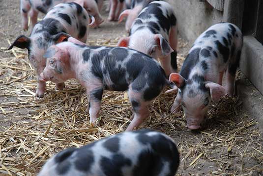 Die kleinen Ferkel der Bunten Bentheimer im Bremer Tiergehege