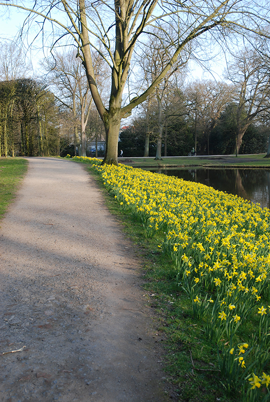 Der Weg zum Laubengang gesäumt von 27.000 Osterglocken Der Weg zum Laubengang gesäumt von 27.000 Osterglocken