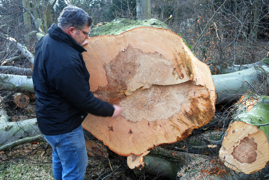 Obergärtner Heiko Lustfeld begutachtet die kaputten Bäume Obergärtner Heiko Lustfeld begutachtet die kaputten Bäume