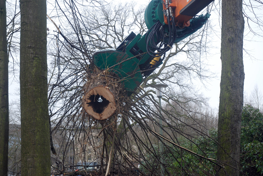 Hohler Baum am Hollersee Hohler Baum am Hollersee