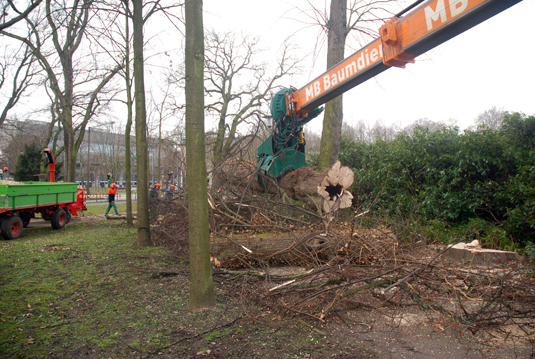 Hohler Baum am Hollersee Hohler Baum am Hollersee